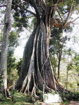 Old Tree