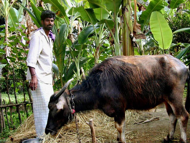 Srini feeding the buffel