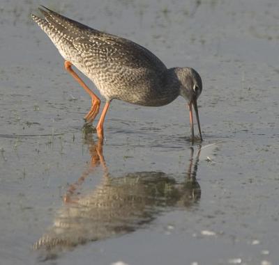 zwarte ruiter CRW_5391 web.jpg