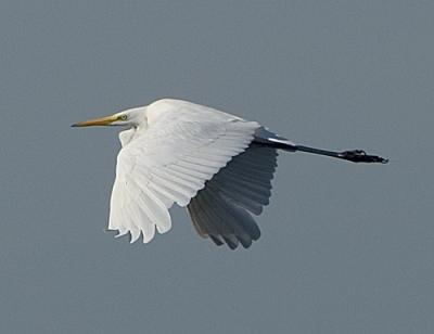 Great White Egret