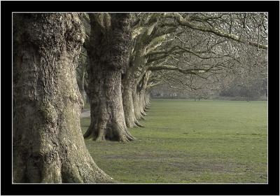 winter trees cambridge.jpg