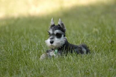 guard dog lost in the grass