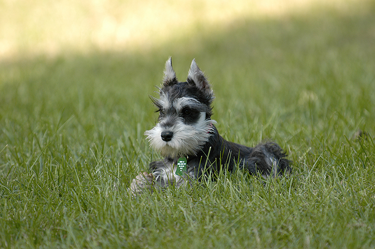 guard dog lost in the grass