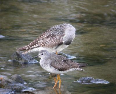 Greater and Lesser Yellowlegs
