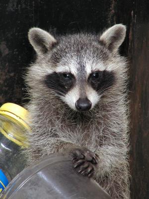 Raccoon in dumpster, Hunting Creek Apartments parking lot