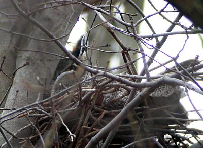 Great Horned Owl on nest