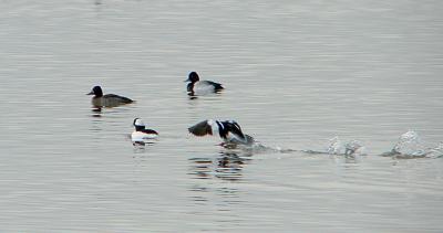 Bufflehead and Lesser Scaup in Occoquan Bay