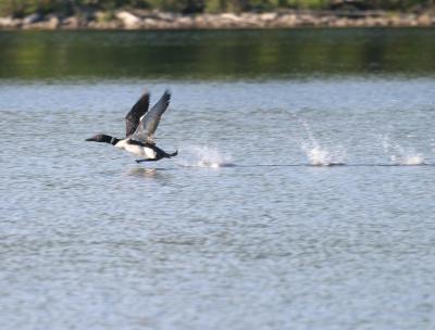 Loon taking off wings up Raven Lake