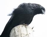 Raven on a pole
