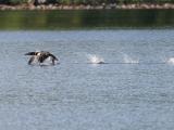 Loon taking off wings down Raven Lake