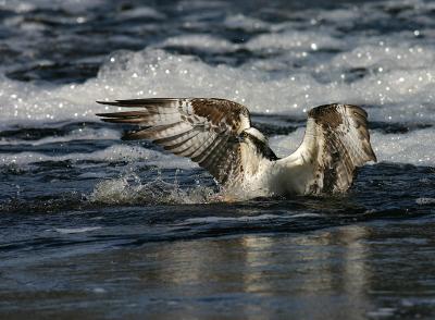 ospreysplash.jpg