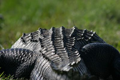 gatorback.jpg