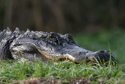 gatorhead.jpg