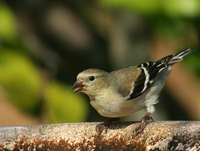 goldfinch2.jpg