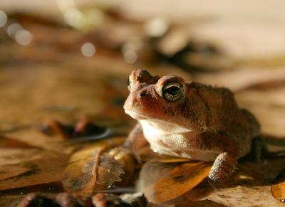 frog3.jpg