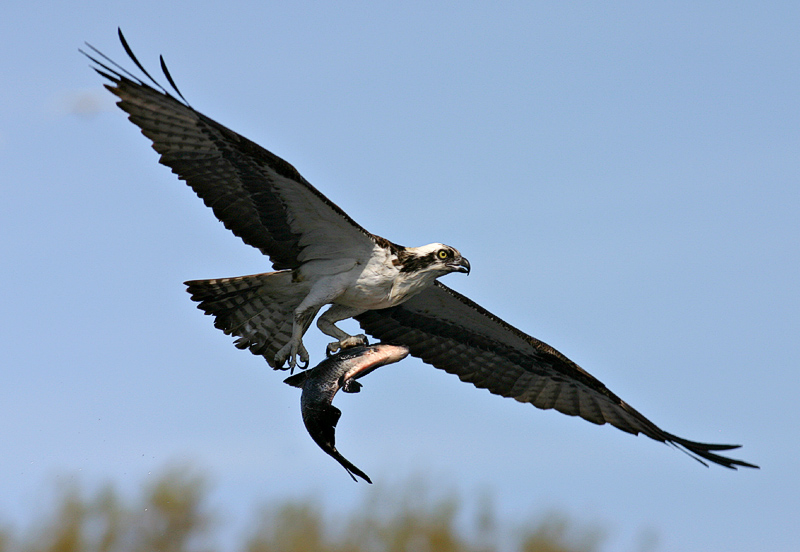 ospreyfishfly.jpg