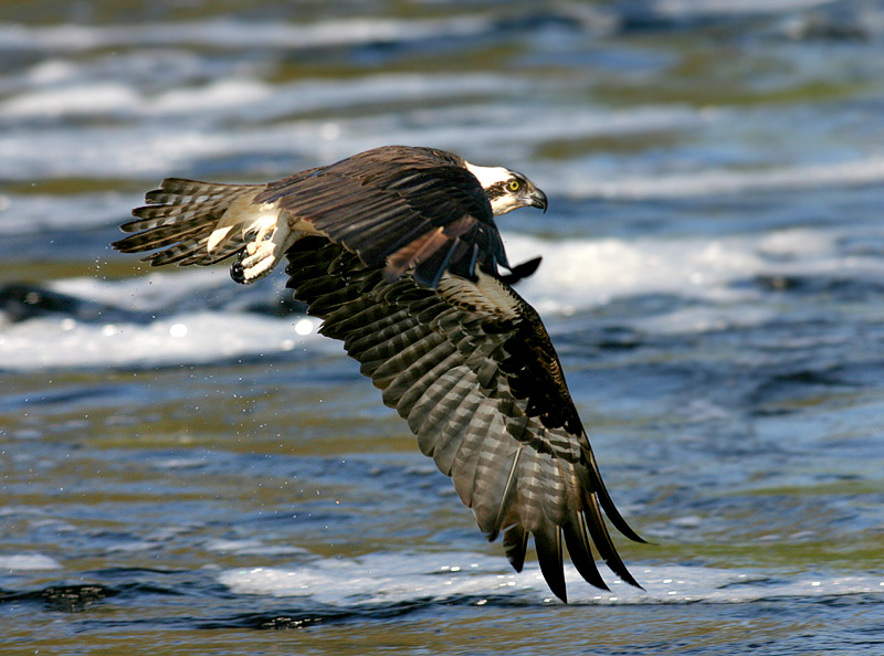 ospreyfly11.jpg