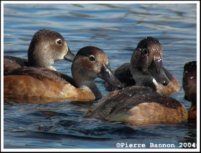 Fuligule  collier (Ring-necked DucK)