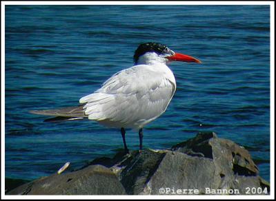 Sterne caspienne (Caspian Tern)