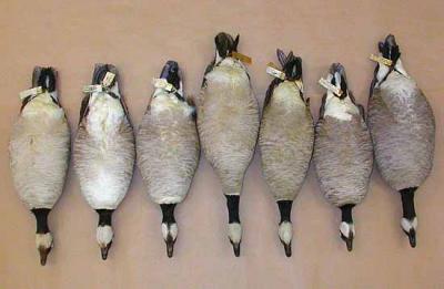 Variations in Cackling Goose (Bernache de Hutchins)