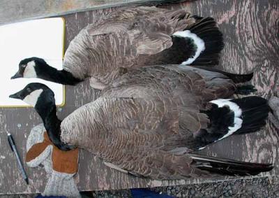 Deux oiseaux abattus par un chasseur à Ivujivik, Québec, en juin 2004