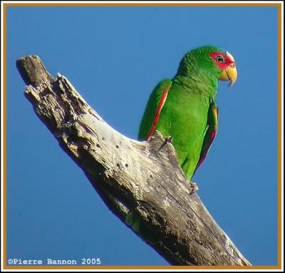 Amazone  front blanc (White-fronted Parrot)
