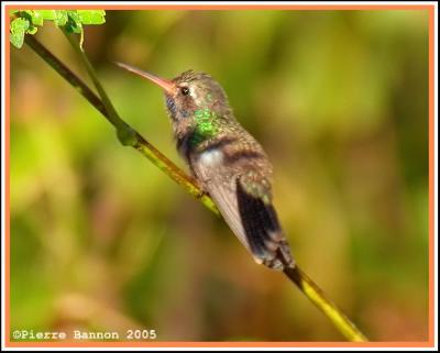 Colibri de Doubleday (Doubleday's Hummingbird)