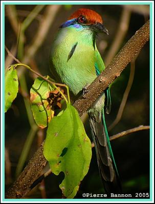 Motmot  tte rousse (Russet-crowned Motmot)