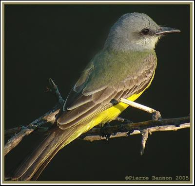 Tyran mlancolique (Tropical Kingbird)