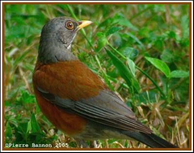 Merle  dos roux (Rufous-backed Robin)