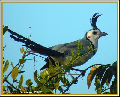 Geai  face blanche (White-throated Magpie-Jay)