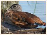Canard branchu (Wood Duck)