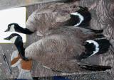 Deux oiseaux abattus par un chasseur  Ivujivik, Qubec, en juin 2004