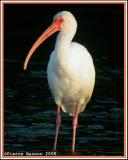 Ibis blanc (White Ibis)