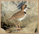 Pluvier dAzara (Collared Plover)