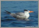 Sterne royale (Royal Tern)