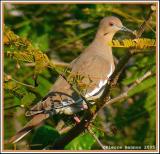 Tourterelle  ailes blanches (White-winged Dove)