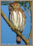 Chevchette brune (Ferruginous Pygmy-Owl)