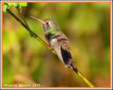 Colibri de Doubleday (Doubledays Hummingbird)