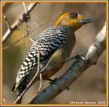Pic lgant (Golden-cheeked Woodpecker)