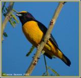 Organiste de brousse (Scrub Euphonia)