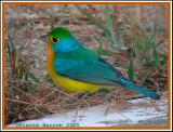 Passerin arc-en-ciel (Orange-breasted Bunting)