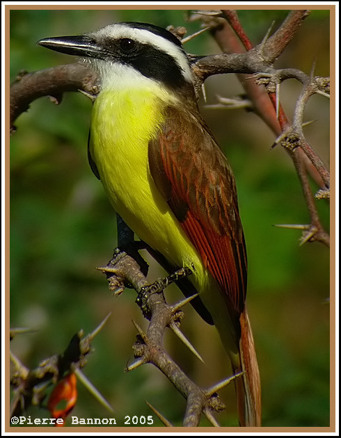 Tyran quiquivi (Great Kiskadee)