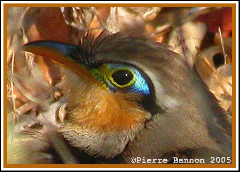 Gocoucou de Lesson (Lesser Ground-Cuckcoo)