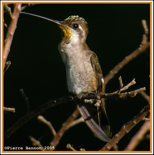 Colibri de Constant (Plain-capped Starthroat)