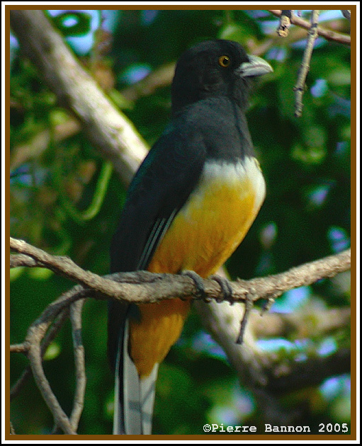 Trogon citrin (Citreoline Trogon)