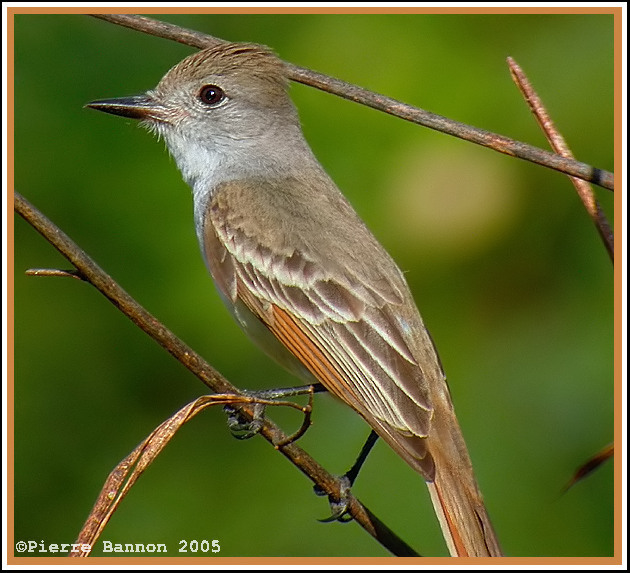 Tyran  gorge cendre (Ash-throated Flycatcher)