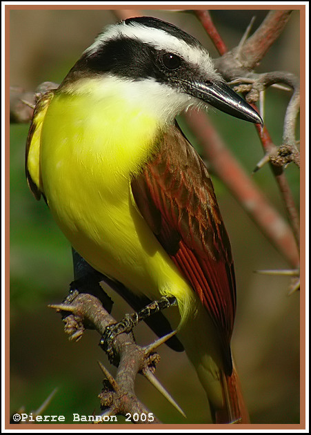 Tyran quiquivi (Great Kiskadee)