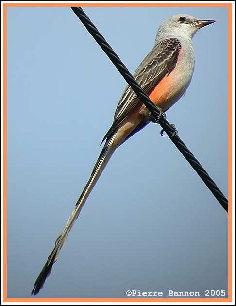 Tyran  longue queue (Scissor-tailed Flycatcher)