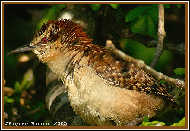Troglodyte  nuque rousse (Rufous-naped Wren)